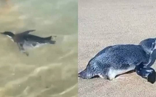 Fofo: Pinguim chama atenção no Arpoador e vira assunto na Globo