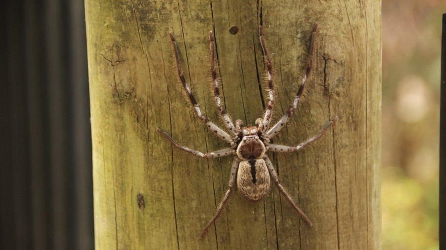 Veneno de aranha causa ereção e intriga farmacêuticas Veneno de aranha causa ereção e intriga farmacêuticas