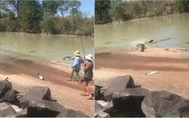 Vídeo mostra crocodilo correndo atrás de peixe pescado por dupla