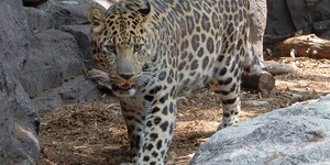 Vídeo: leopardo é capturado após matar mulher e ferir agricultor