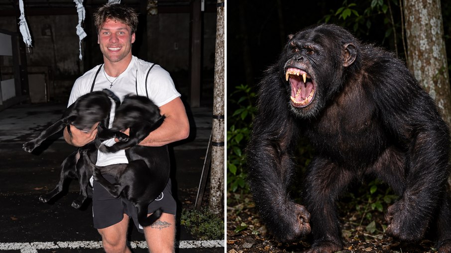 O lutador amador Cole “Wavy” Johnson aceitou o combate contra um chimpanzé