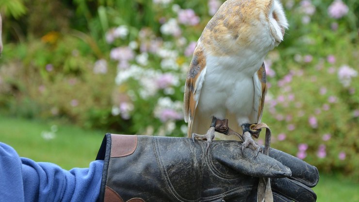Homem é flagrado vendendo corujas em shopping na África do Sul