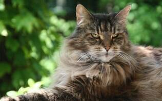 Guia de Raças: Maine Coon, o gato 'gigante gentil'