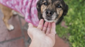 Cinemateca Brasileira recebe feira de adoção