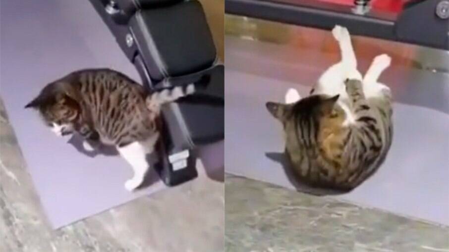 Gato deita no chão sozinho para fazer abdominais