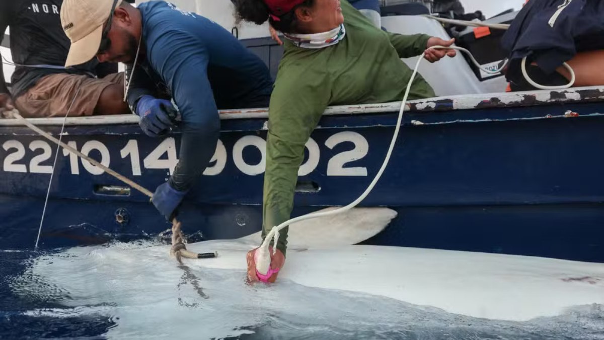 Pesquisadores fazem ultrassom em tubarão-tigre durante expedição em Fernando de Noronha Pesquisadores fazem ultrassom em tubarão-tigre durante expedição em Fernando de Noronha
