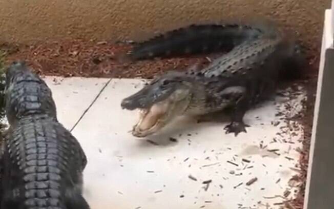 Vídeo dos animais brigando já viralizou na web