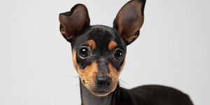 Pinscher bravo? Veja como adestrar e acalmar o pet
