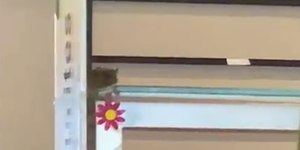 VÍDEO: rato aparece em bandejão da PUC-SP e local é interditado