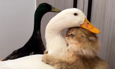 Amizade entre gato e patos encanta a web