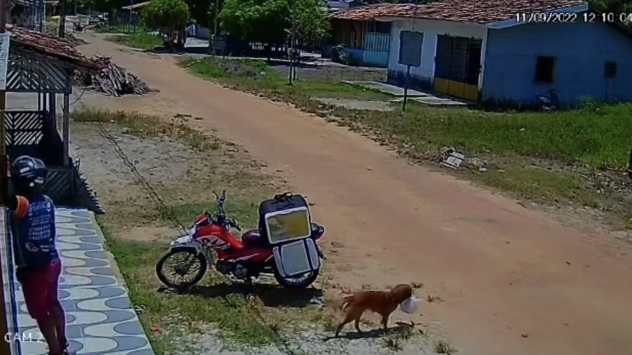 Cachorro caramelo furta marmita de entregador no Pará