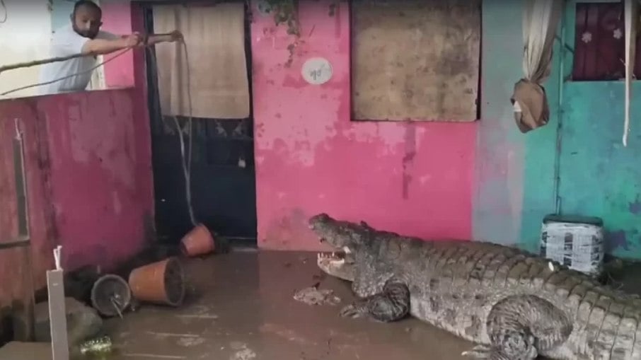 Crocodilos invadem cidade indiana de Vadodara