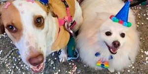 Carnaval com pets: cuidados para curtir a folia em segurança