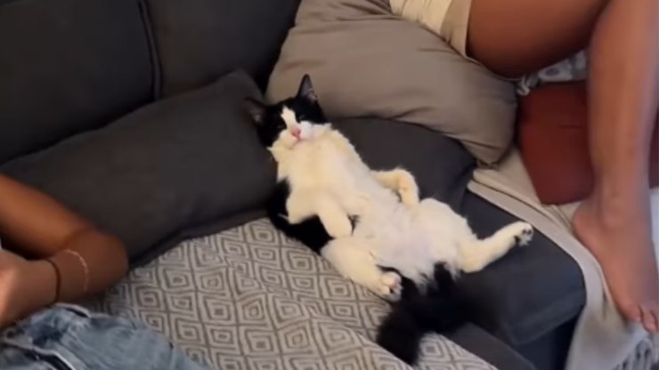 Gato%20vive%20vida%20de%20patr%C3%A3o%20no%20sof%C3%A1%2C%20com%20ar-condicionado%20e%20TV