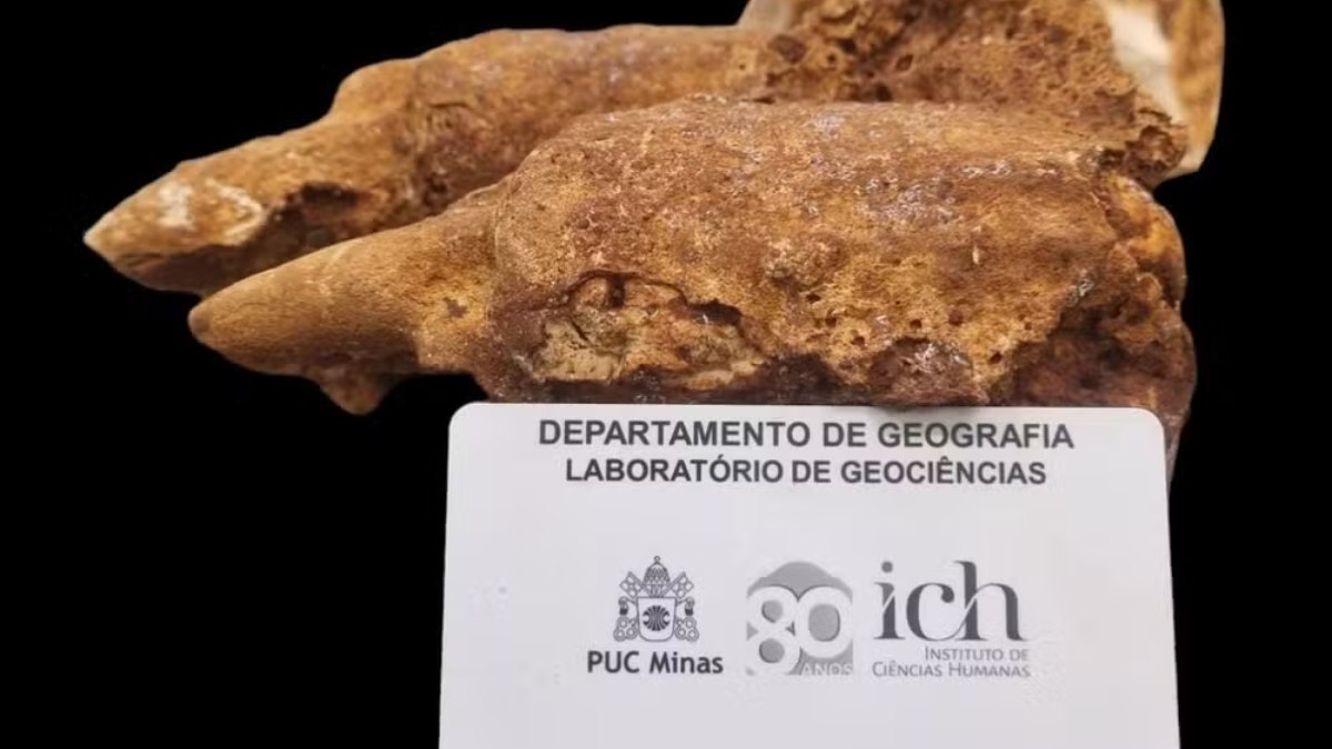 Fóssil do animal que viveu no Pleistoceno e era da megafauna extinta ao final da última era glacial