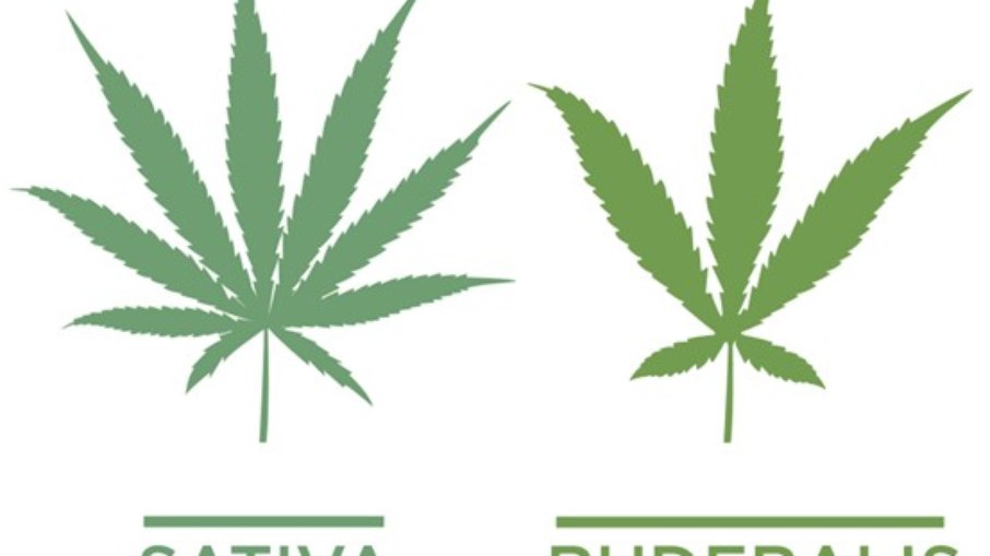 O que é Cannabis?