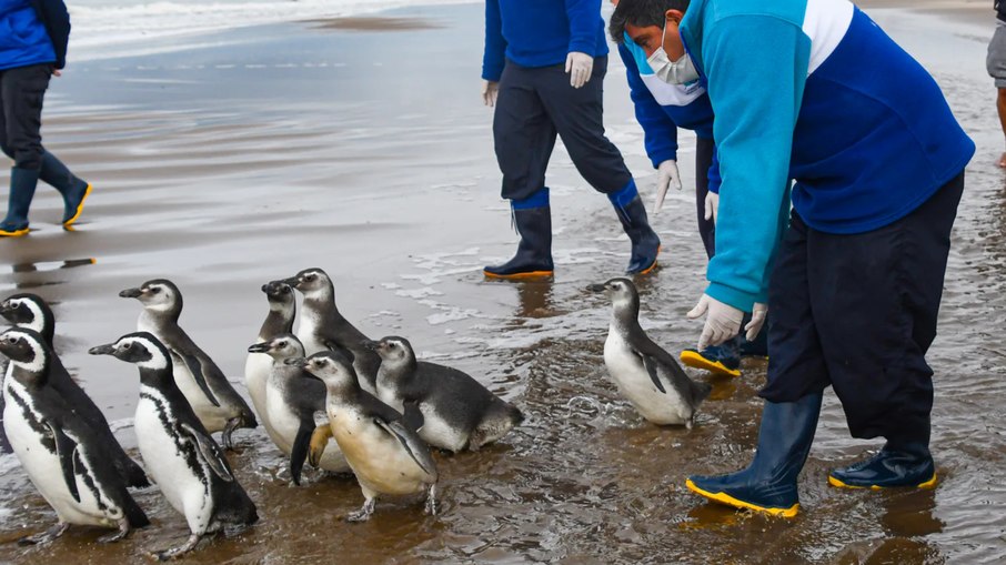 O pinguim-de-Magalhães costuma passar pela costa brasileira entre junho e setembro em busca de alimento. O pinguim-de-Magalhães costuma passar pela costa brasileira entre junho e setembro em busca de alimento.