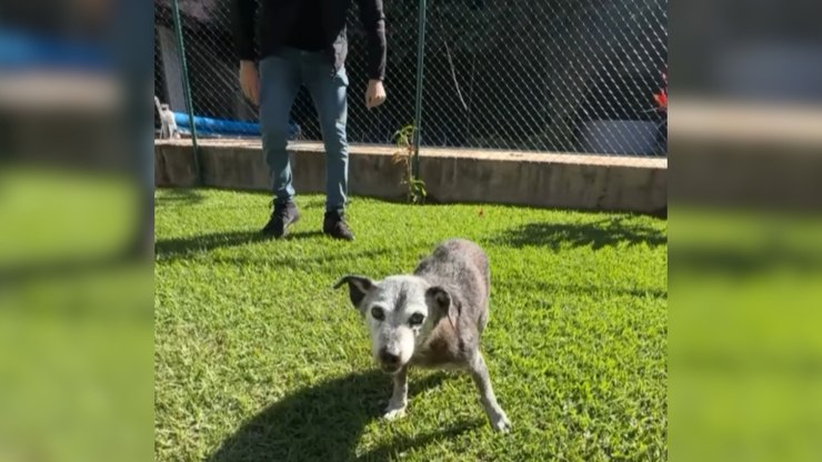 Os cães mais velhos do Brasil são de Santa Catarina