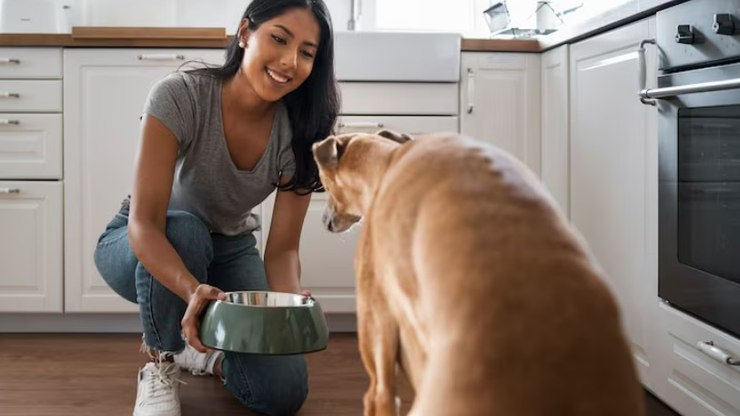 Receitas pet simples e baratas viram febre entre tutores; conheça