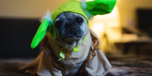 Cães de ‘focinho achatado’: como cuidar dos braquicefálicos?
