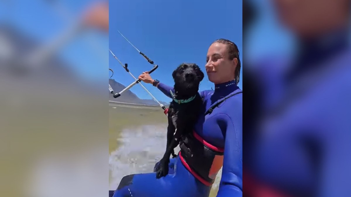 Cão radical acompanha tutora em passeio de kitesurf Cão radical acompanha tutora em passeio de kitesurf