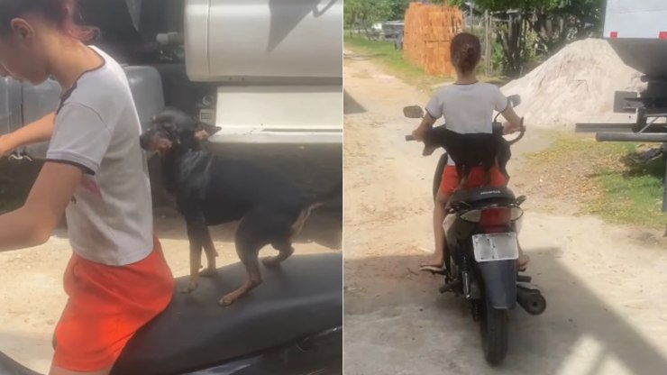 Pinscher%20pega%20carona%20em%20moto%20e%20reage%20a%20provoca%C3%A7%C3%A3o