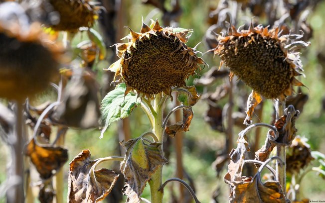 Secas e calor extremo arruinaram colheitas em diferentes partes da Alemanha Secas e calor extremo arruinaram colheitas em diferentes partes da Alemanha