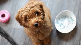 Veterinário expõe raça de cão que nunca teria em casa