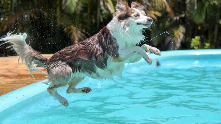 Aulas de natação para cachorros são importantes para manter a saúde do animal