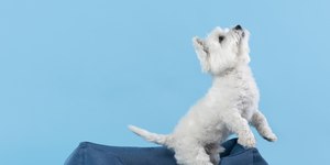 'Não há como impedir', diz advogado sobre pets em condomínios