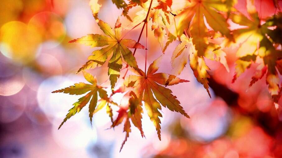O outono, assim como a primavera, é uma estação de transição, então é normal que haja oscilação de temperatura