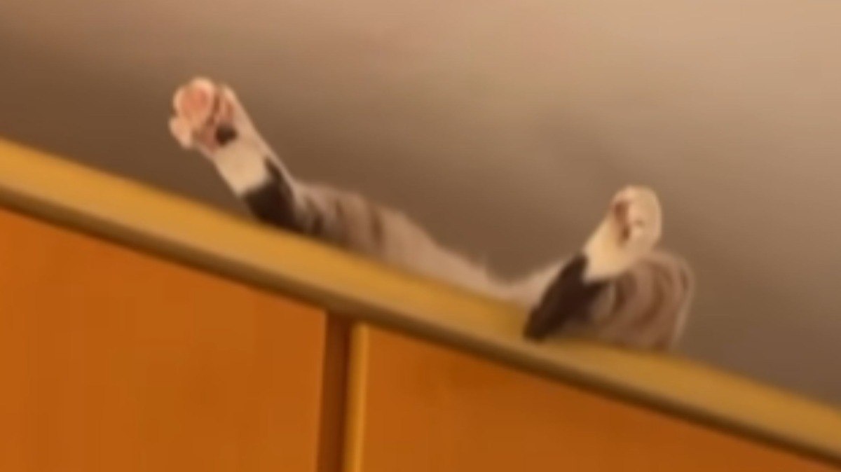 Gato%20encontra%20lugar%20inusitado%20para%20tirar%20uma%20soneca