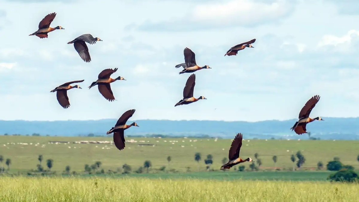 Proteger a biodiversidade custa cada vez mais Proteger a biodiversidade custa cada vez mais