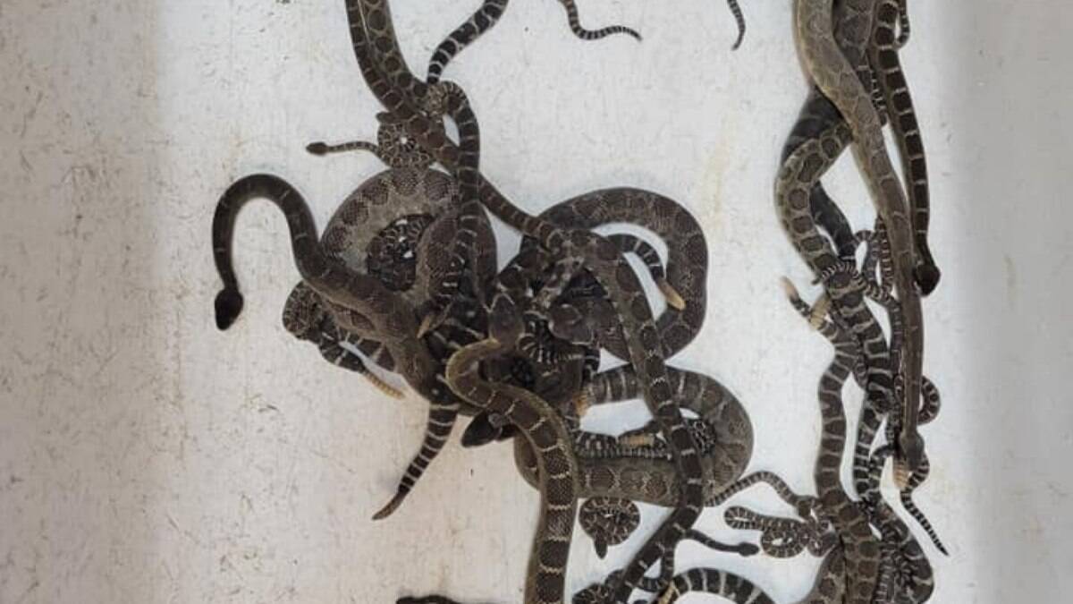 Duas cobras exóticas norte-americanas são resgatadas pela PM em