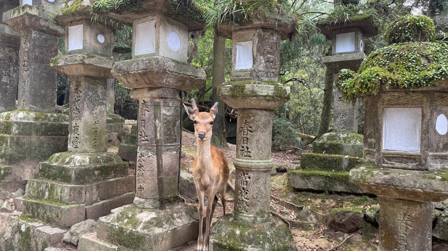 Os veados do Parque de Nara, Japão