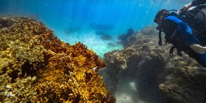 Boticário e WWF se unem para proteger corais brasileiros em risco