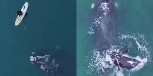 Baleia presa em rede no litoral de SC: por que o Ibama não agiu?