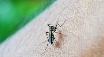 Dengue: Brasil se aproxima de 1 milhão de casos prováveis da doença