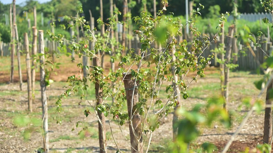 Niterói inicia maior plantio urbano de frutas do Brasil em parque