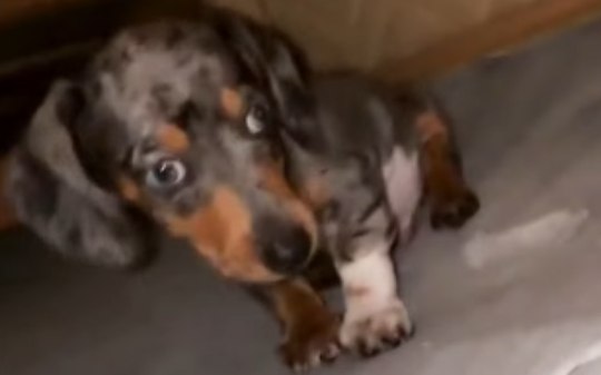 Filhote de salsicha brinca no forro da cama; veja o vídeo