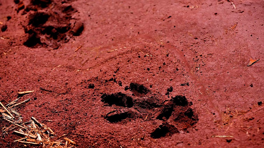 Pegadas de animais na área onde está localizada a Fazenda Argentina.