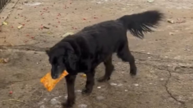 Cachorro%20de%20dieta%20ganha%20pastel%20e%20diverte%20nas%20redes%20sociais