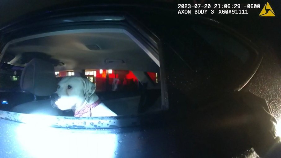 Policial adota cachorra encontrada em carro roubado