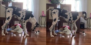 Dogue Alemão gigante conhece cão minúsculo e web se diverte