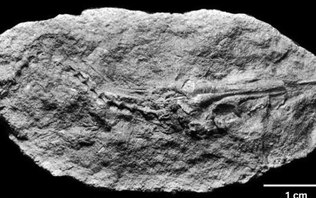 Peixe pré-histórico é descoberto por brasileiros na Antártica