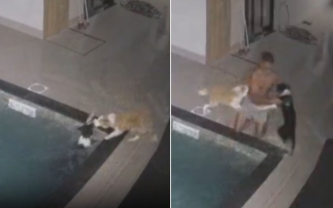 Amizade de quatro patas: cão herói salva amigo de afogamento 6mlgoys949rlpkxi84urr7u7f