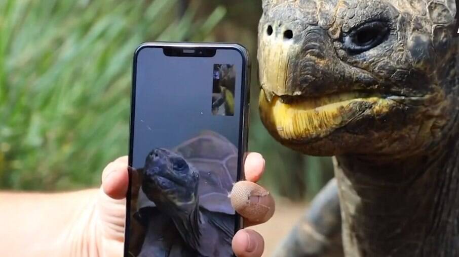 Parque australiano promove encontro virtual entre tartarugas 