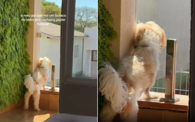 Cachorro fofoqueiro ganha janela exclusiva para ver a vizinhança 6mr6p0zaas6d549n6ty15lcba
