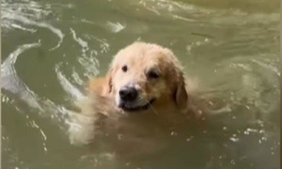 Golden Retriever preocupa tutora ao se aventurar em riacho raso