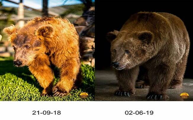 Antes e depois da ursa Rowena